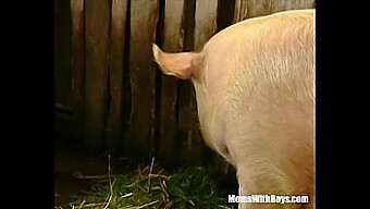 Mature Lady With Hairy Pussy Gets Fucked In Barn